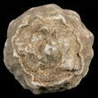 Flower-Like Sandstone Concretion - Pseudo Stromatolite #62203-1